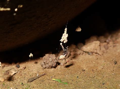 岩石洞蜘蛛窩|岩石洞蜘蛛窩 